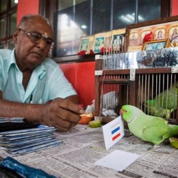 World Cup contoversy: parakeet picks Dutch