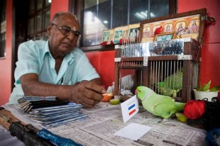 World Cup contoversy: parakeet picks Dutch