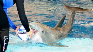 The dolphin has decided
