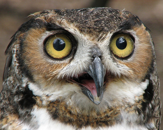 owlface